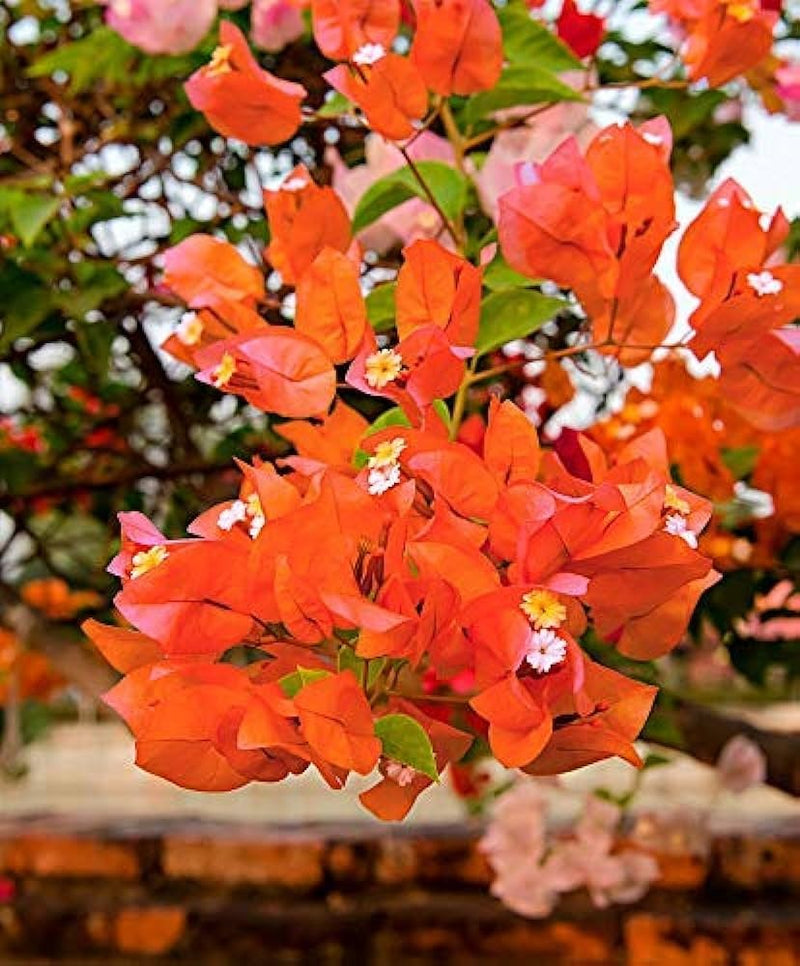 ORANGE MUSSOORIE THAI VARIETY BOUGAINVILLEA FLOWER PLANT - Premium Flowering Plants from Plantparadise - Just $900! Shop now at Plantparadise