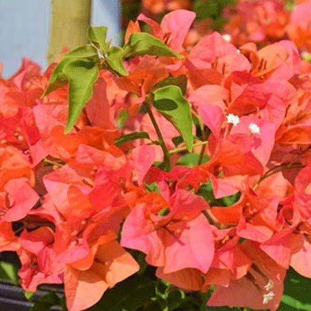 ORANGE MUSSOORIE THAI VARIETY BOUGAINVILLEA FLOWER PLANT - Premium Flowering Plants from Plantparadise - Just $900! Shop now at Plantparadise