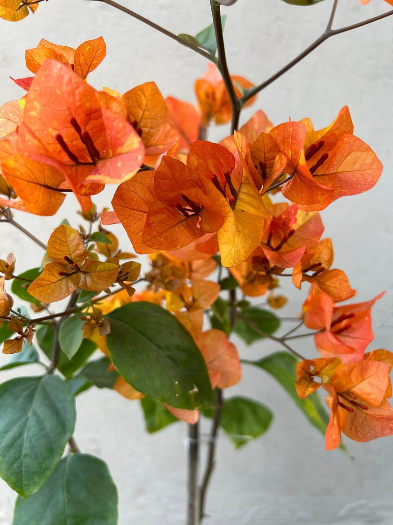 The Orange Tanglong Bougainvillea Thai variety Grafted|Bougainvillea Tanglong for sale - Premium Flowering Plants from Plantparadise - Just $650! Shop now at Plantparadise