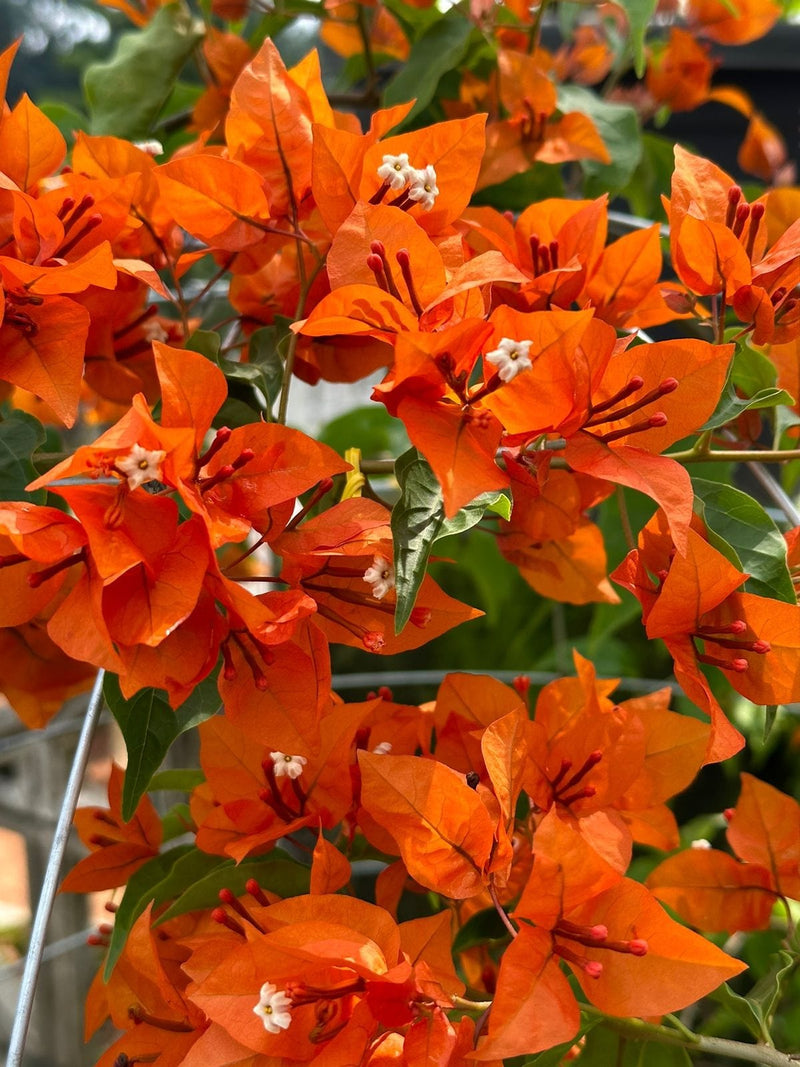 The Orange Tanglong Bougainvillea Thai variety Grafted|Bougainvillea Tanglong for sale - Premium Flowering Plants from Plantparadise - Just $650! Shop now at Plantparadise