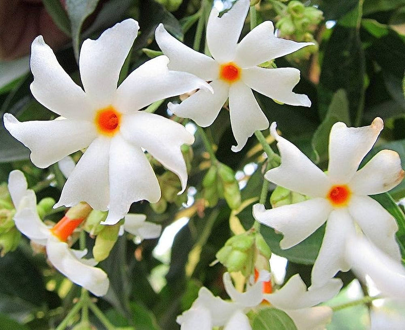 All Time Parjat Flower Plant - Premium Flowering Plants from Plantparadise - Just $399! Shop now at Plantparadise