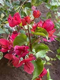 The Bougainvillea Thai Variety Peacock Red|Year-round blooming bougainvillea - Premium Flowering Plants from Plantparadise - Just $900! Shop now at Plantparadise