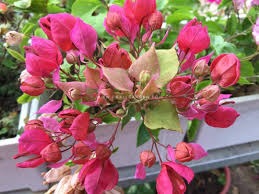 The Bougainvillea Thai Variety Peacock Red|Year-round blooming bougainvillea - Premium Flowering Plants from Plantparadise - Just $900! Shop now at Plantparadise