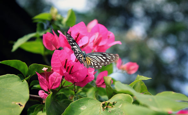 The Pink Butterfly Thai Variety Bougainvillea |Pink Butterfly Bougainvillea - Premium Flowering Plants from Plantparadise - Just $600! Shop now at Plantparadise