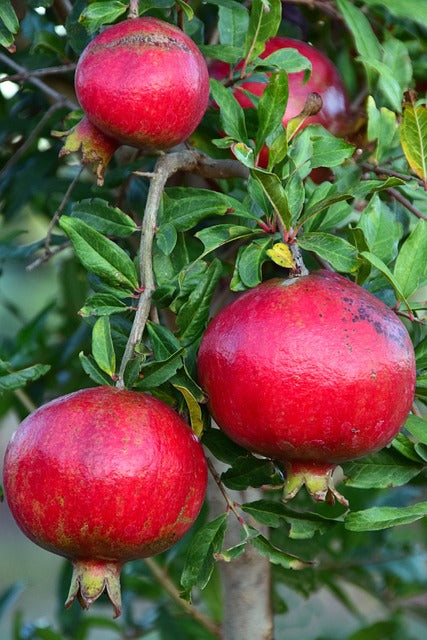 Mexican Pomegranate Plant |Mexican Pomegranate Plant with Home Delivery - Premium Fruit Plants & Tree from Plantparadise - Just $899! Shop now at Plantparadise