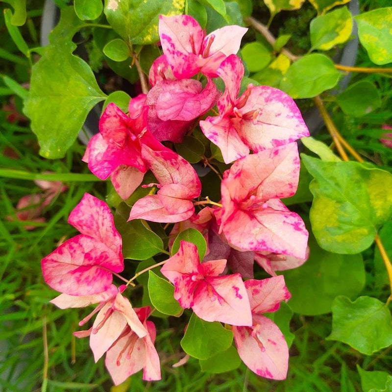 The "Red September" variety Thai Bougainvillea Flower Plant|Buy Red September Bougainvillea Online - Premium Flowering Plants from Plantparadise - Just $959! Shop now at Plantparadise