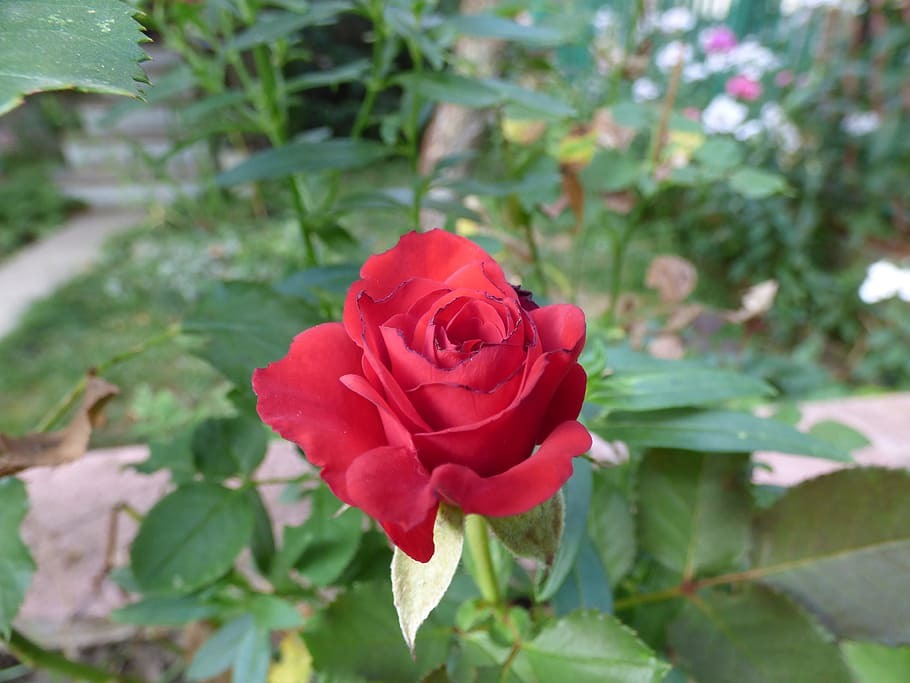 Miniature Rose Plant All Colour - Premium Flowering Plants from Plantparadise - Just $349.00! Shop now at Plantparadise