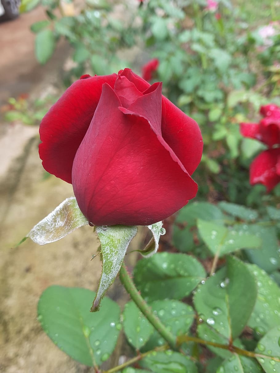 Miniature Rose Plant All Colour - Premium Flowering Plants from Plantparadise - Just $349.00! Shop now at Plantparadise