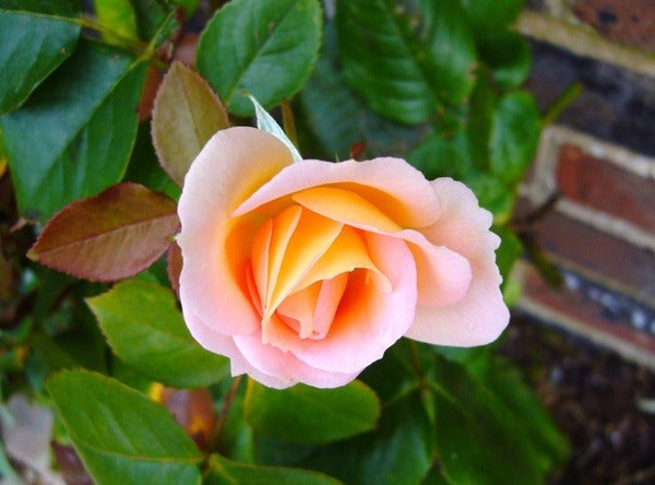 Miniature Rose Plant All Colour - Premium Flowering Plants from Plantparadise - Just $349.00! Shop now at Plantparadise