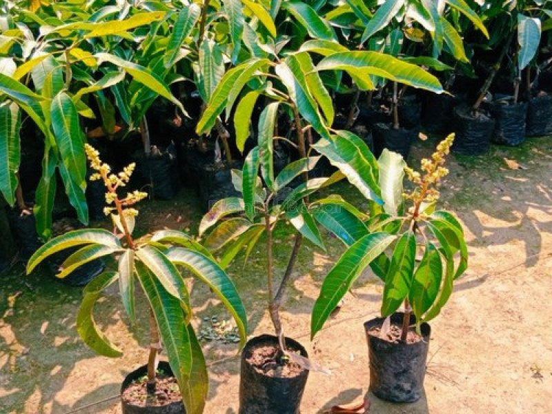 Sindur Kouta mango |Sindur Kouta mango grafted plant for sale - Premium Fruit Plants & Tree from Plantparadise - Just $600! Shop now at Plantparadise