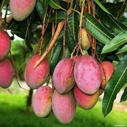 Sindur Kouta mango |Sindur Kouta mango grafted plant for sale - Premium Fruit Plants & Tree from Plantparadise - Just $600! Shop now at Plantparadise