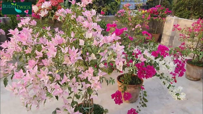 The Splash Thai Variety Bougainvillea|Splash Thai Bougainvillea buy online - Premium Flowering Plants from Plantparadise - Just $550! Shop now at Plantparadise