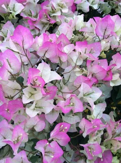 The Splash Thai Variety Bougainvillea|Splash Thai Bougainvillea buy online - Premium Flowering Plants from Plantparadise - Just $550! Shop now at Plantparadise