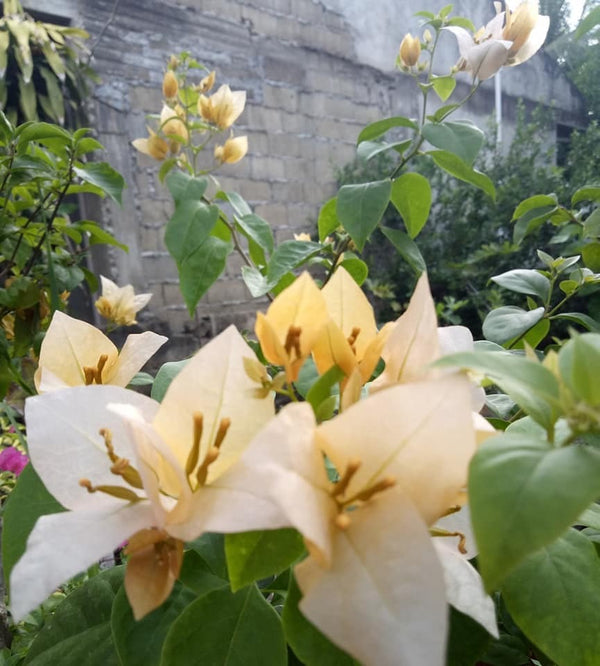 The Subarna Thai variety of Bougainvillea - Premium Flowering Plants from Plantparadise - Just $600! Shop now at Plantparadise