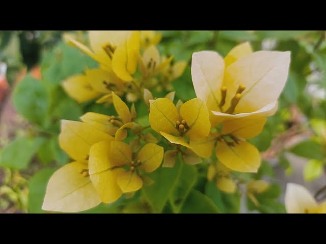 The Subarna Thai variety of Bougainvillea - Premium Flowering Plants from Plantparadise - Just $600! Shop now at Plantparadise