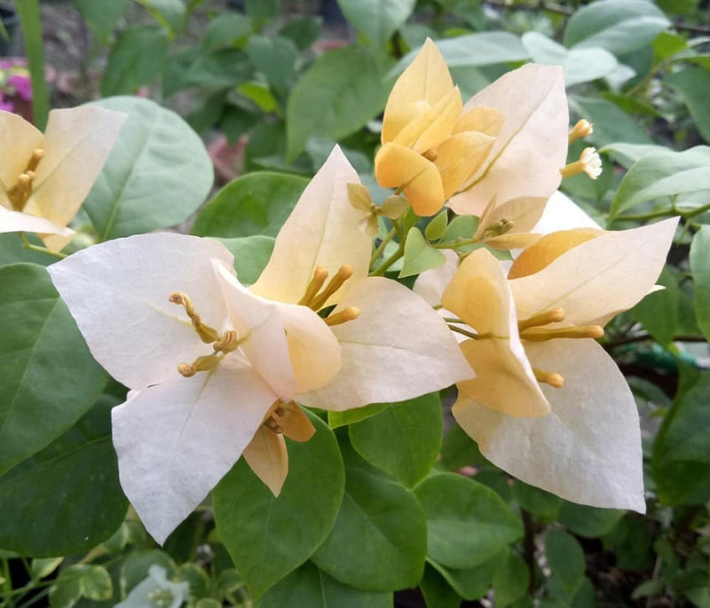 The Subarna Thai variety of Bougainvillea - Premium Flowering Plants from Plantparadise - Just $600! Shop now at Plantparadise