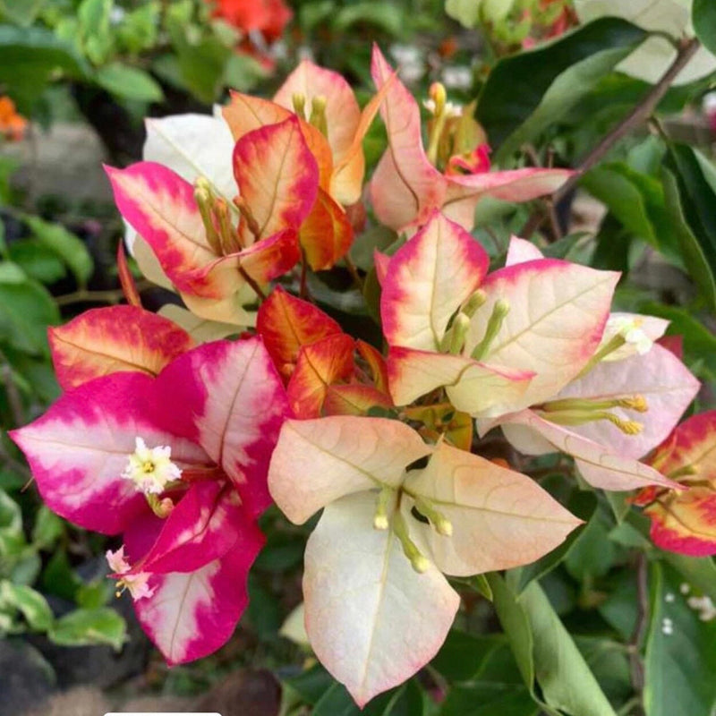 Sufia Indiana Bougainvillea Flower (Thai Variety) Grafted|Buy Sufia Indiana - Premium Flowering Plants from Plantparadise - Just $899! Shop now at Plantparadise