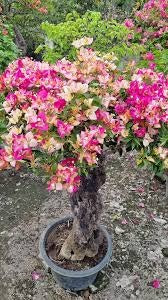 Sufia Indiana Bougainvillea Flower (Thai Variety) Grafted|Buy Sufia Indiana - Premium Flowering Plants from Plantparadise - Just $899! Shop now at Plantparadise