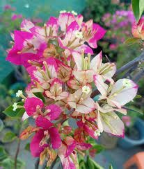 Sufia Indiana Bougainvillea Flower (Thai Variety) Grafted|Buy Sufia Indiana - Premium Flowering Plants from Plantparadise - Just $899! Shop now at Plantparadise