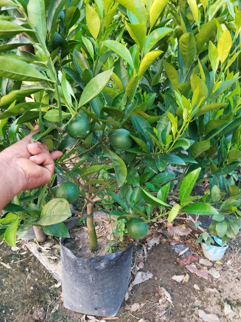 The sweet orange (Citrus × sinensis) - Premium Fruit Plants & Tree from Plantparadise - Just $950! Shop now at Plantparadise