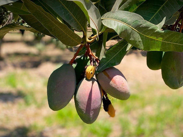 Thai B -5 Mango Plant - Premium Fruit Plants & Tree from Plantparadise - Just $750! Shop now at Plantparadise