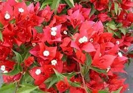 The Thai variety Bougainvillea V F Rubi |Buy V F Rubi - Premium Flowering Plants from Plantparadise - Just $750! Shop now at Plantparadise