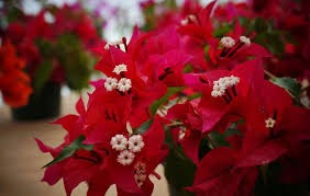 The Thai variety Bougainvillea V F Rubi |Buy V F Rubi - Premium Flowering Plants from Plantparadise - Just $750! Shop now at Plantparadise