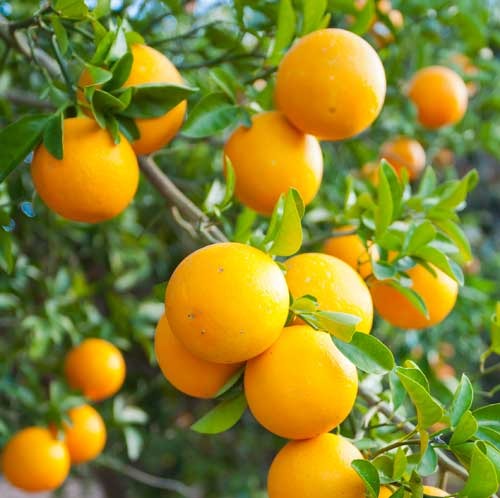 Valencia Olinda Orange Plant - Premium Fruit Plants & Tree from Plantparadise - Just $789! Shop now at Plantparadise
