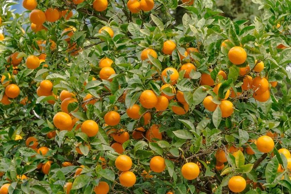 Valencia Olinda Orange Plant - Premium Fruit Plants & Tree from Plantparadise - Just $789! Shop now at Plantparadise