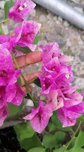 The Thai Violet September Bougainvillea (Bougainvillea glabra)|Buy Violet Bougainvillea - Premium Flowering Plants from Plantparadise - Just $949! Shop now at Plantparadise