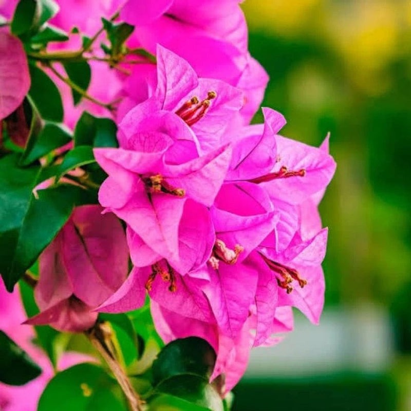 The Thai Violet September Bougainvillea (Bougainvillea glabra)|Buy Violet Bougainvillea - Premium Flowering Plants from Plantparadise - Just $949! Shop now at Plantparadise