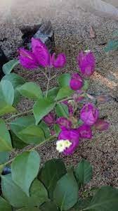 Violet Tanglong Bougainvillea Grafted Plant (Thai Variety)|Buy Violet Tanglong Bougainvillea - Premium Flowering Shrubs from Plantparadise - Just $629! Shop now at Plantparadise