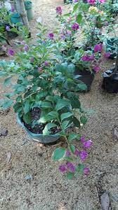 Violet Tanglong Bougainvillea Grafted Plant (Thai Variety)|Buy Violet Tanglong Bougainvillea - Premium Flowering Shrubs from Plantparadise - Just $629! Shop now at Plantparadise