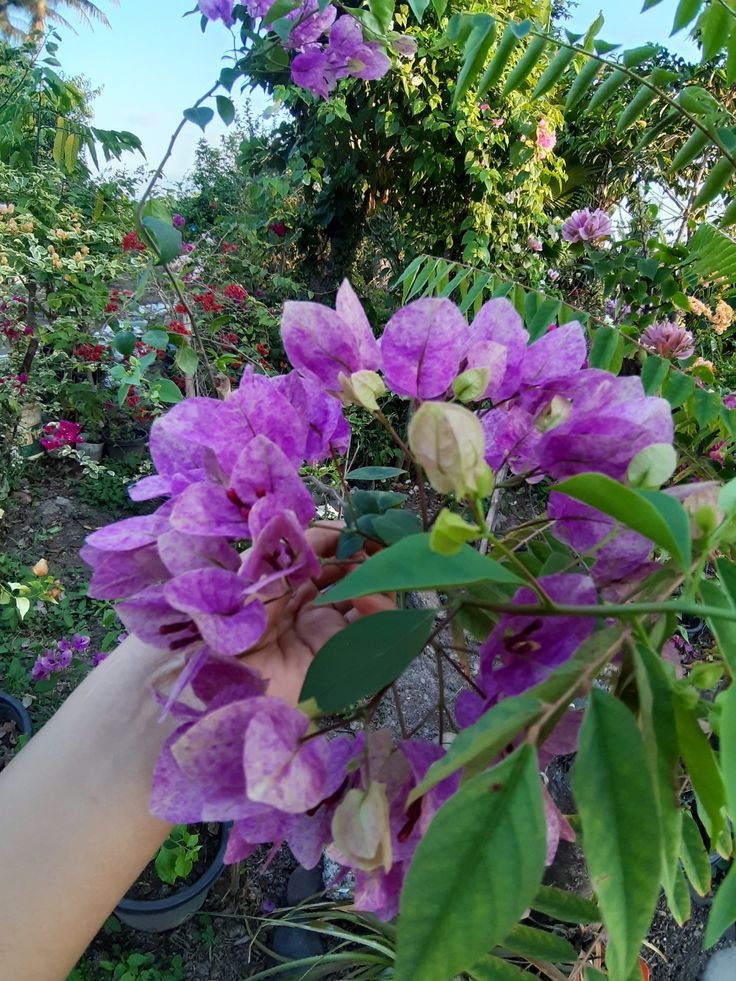 Violet Tanglong Bougainvillea Grafted Plant (Thai Variety)|Buy Violet Tanglong Bougainvillea - Premium Flowering Shrubs from Plantparadise - Just $629! Shop now at Plantparadise