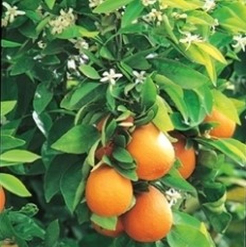 Washington Navel orange Plant|Washington Navel citrus tree online - Premium Fruit Plants & Tree from Plantparadise - Just $979! Shop now at Plantparadise