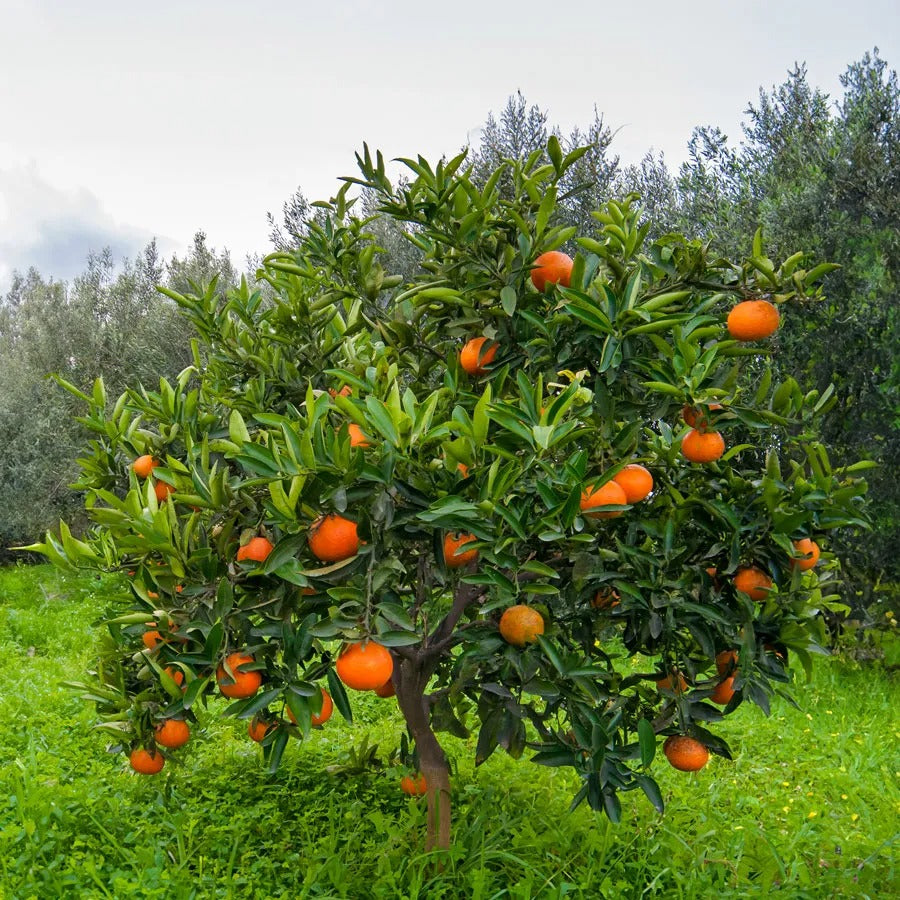 Washington Navel orange Plant|Washington Navel citrus tree online - Premium Fruit Plants & Tree from Plantparadise - Just $979! Shop now at Plantparadise