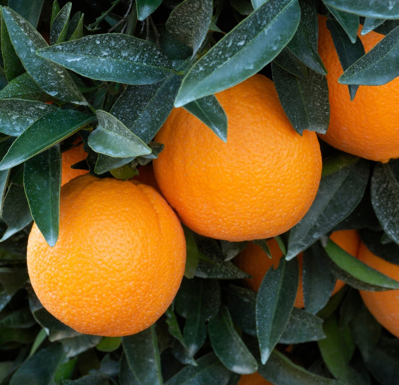 Washington Navel orange Plant|Washington Navel citrus tree online - Premium Fruit Plants & Tree from Plantparadise - Just $979! Shop now at Plantparadise