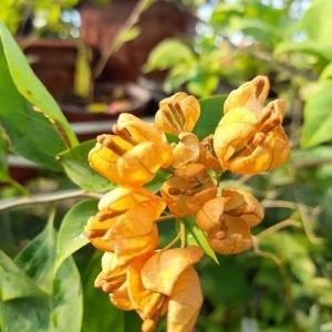 Yellow Tanglong Bougainvillea Grafted |Yellow Tanglong Bougainvillea for Sale - Premium Flowering Plants from Plantparadise - Just $789! Shop now at Plantparadise