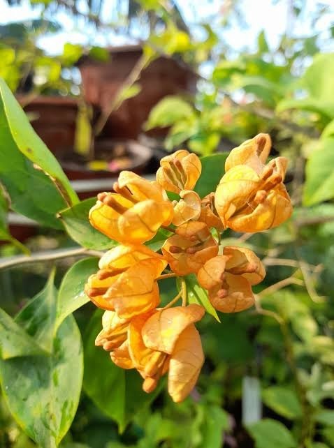 Yellow Tanglong Bougainvillea Grafted |Yellow Tanglong Bougainvillea for Sale - Premium Flowering Plants from Plantparadise - Just $789! Shop now at Plantparadise