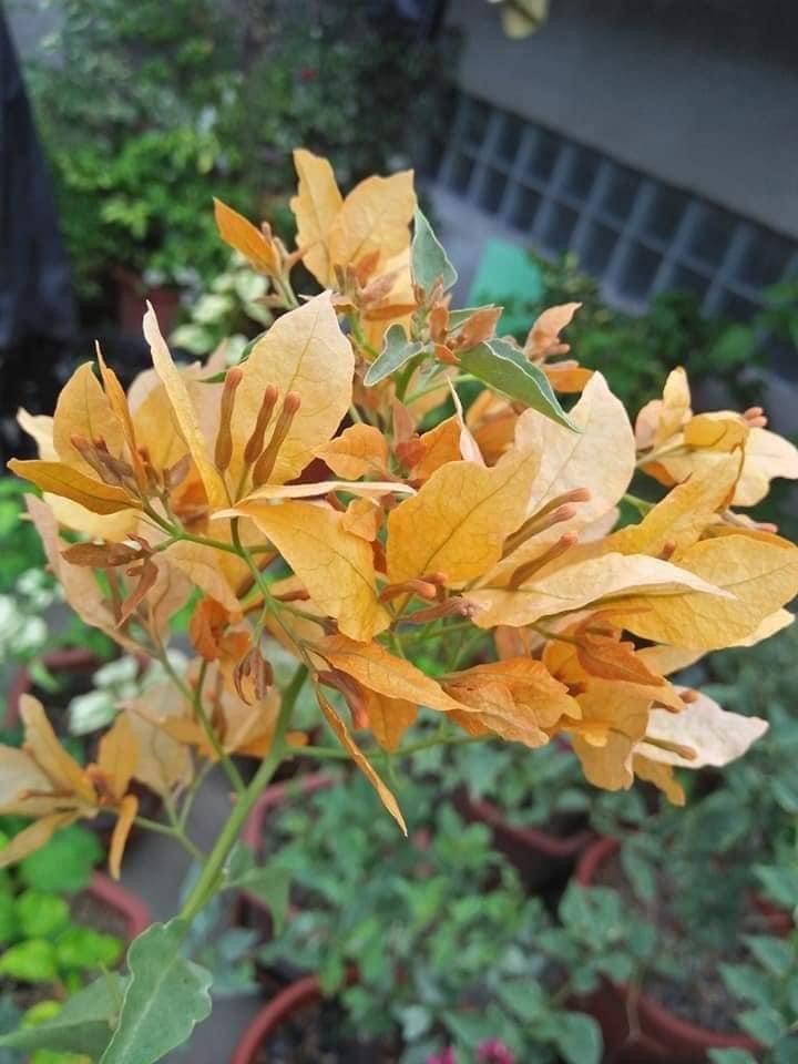 YELLOW BUTTERFLY THAI VARIETY BOUGAINVILLEA FLOWER PLANT - Premium Flowering Plants from Plantparadise - Just $600! Shop now at Plantparadise