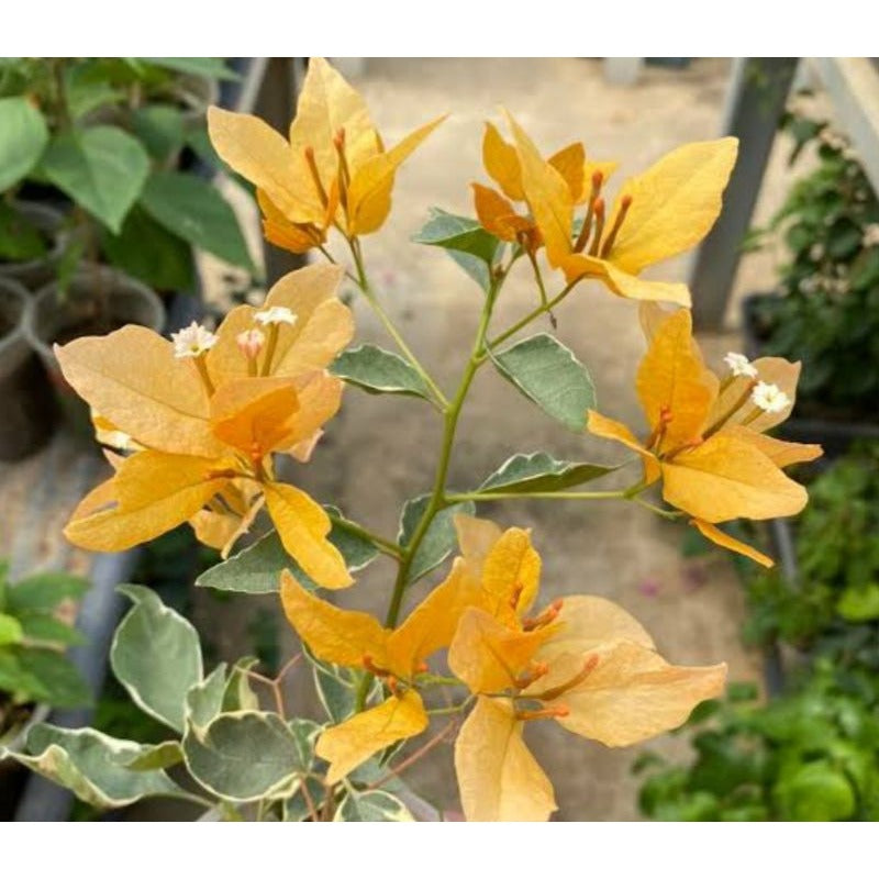 YELLOW BUTTERFLY THAI VARIETY BOUGAINVILLEA FLOWER PLANT - Premium Flowering Plants from Plantparadise - Just $600! Shop now at Plantparadise