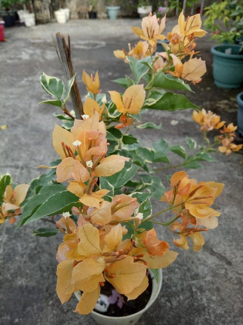 YELLOW BUTTERFLY THAI VARIETY BOUGAINVILLEA FLOWER PLANT - Premium Flowering Plants from Plantparadise - Just $600! Shop now at Plantparadise