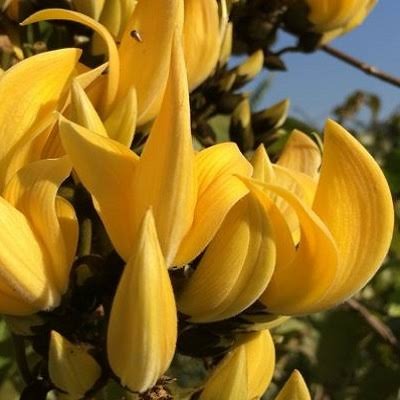 The Yellow Palash (Butea monosperma)|Buy Yellow Palash Plant - Premium Flowering Plants from Exotic Flora - Just $1750! Shop now at Plantparadise