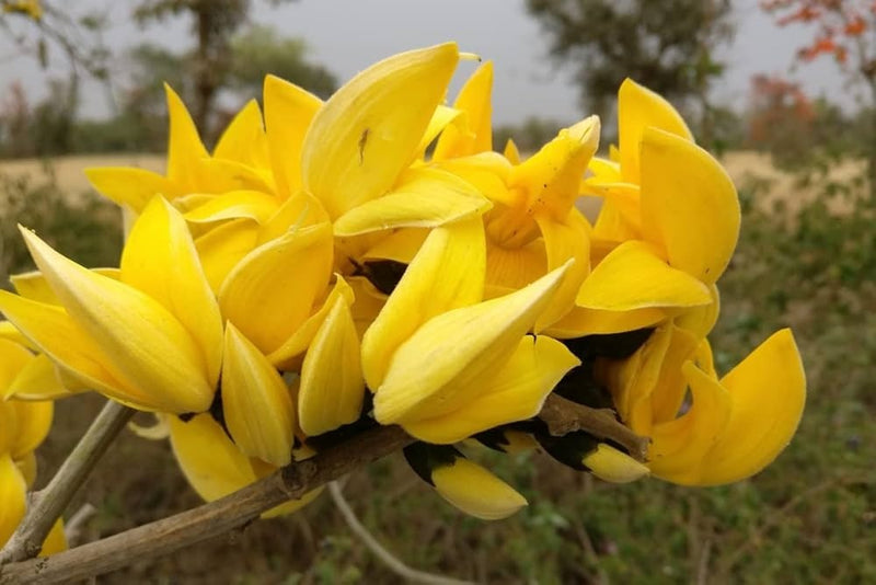 The Yellow Palash (Butea monosperma)|Buy Yellow Palash Plant - Premium Flowering Plants from Exotic Flora - Just $1750! Shop now at Plantparadise