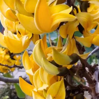 The Yellow Palash (Butea monosperma)|Buy Yellow Palash Plant - Premium Flowering Plants from Exotic Flora - Just $1750! Shop now at Plantparadise