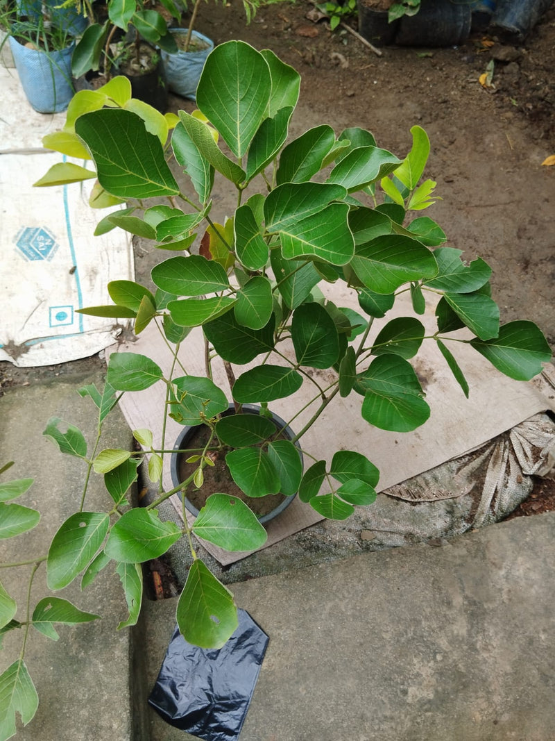 The Yellow Palash (Butea monosperma)|Buy Yellow Palash Plant - Premium Flowering Plants from Exotic Flora - Just $1750! Shop now at Plantparadise