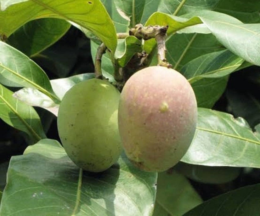 Kasturi Mango Plant - Premium Fruit Plants & Tree from Plantparadise - Just $900.00! Shop now at Plantparadise
