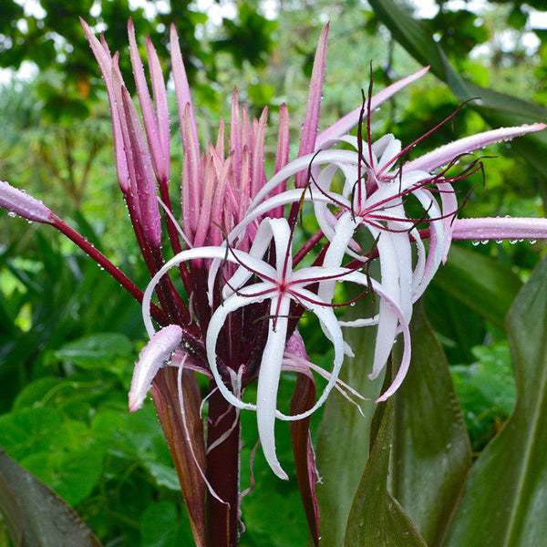 Gaint Spider Lily/Gaint Blood Lily - Flowering Shrubs - Premium Flowering Shrubs from Plantparadise - Just $510.00! Shop now at Plantparadise