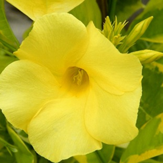 Allamanda Yellow Variegata- Creepers & Climbers - Premium Creepers & Climbers from Plantparadise - Just $400.00! Shop now at Plantparadise