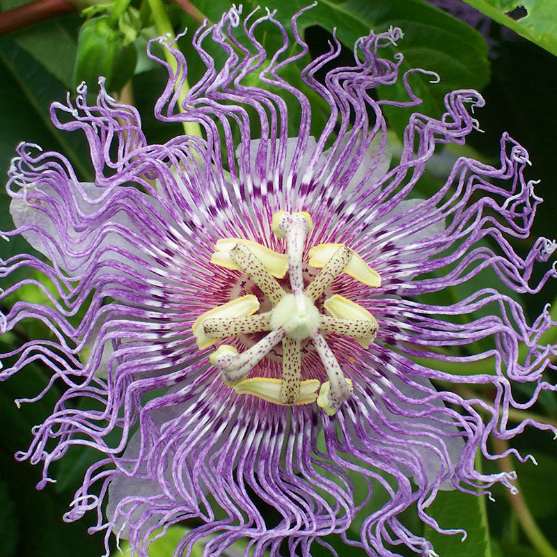 Passion Flower Purple - Creepers & Climbers - Premium Creepers & Climbers from Plantparadise - Just $650.00! Shop now at Plantparadise